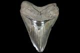 Serrated, Fossil Megalodon Tooth - Georgia #76478-2